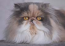 Sugar Clouds Abbygail