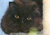 Ch. Adam von der Lindenhöhe