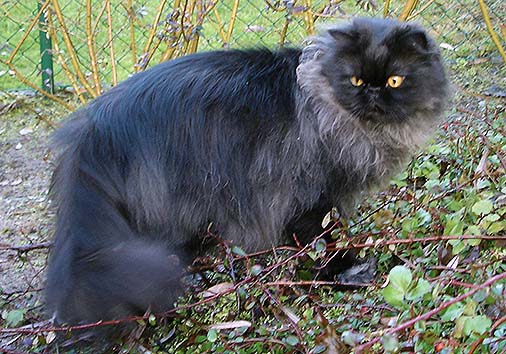 Aurelius vom Nordexpress, 2 Jahre 5 Monate alt