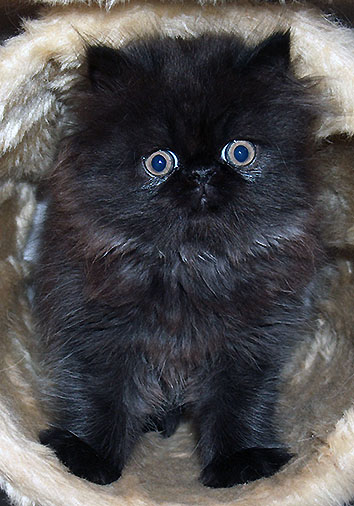 A-Wurf, 8 Wochen alt