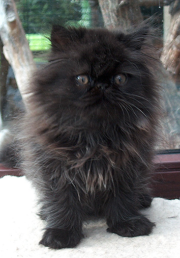 Aurelius vom Nordexpress, 10 Wochen alt