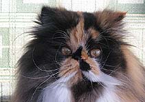 Baba Jaga vom Nordexpress