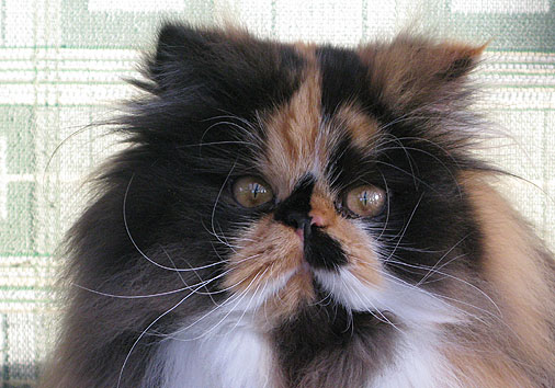 Baba Jaga vom Nordexpress