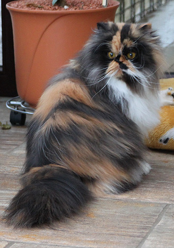 Baba Jaga vom Nordexpress, 4 Jahre 8 Monate alt