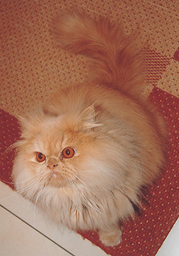 Barbarossa vom Nordexpress, 1 Jahr 6 Monate alt