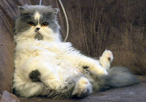 Bowmore vom Nordexpress, 6 Jahre 4 Monate alt