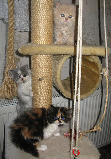 B-Wurf, 7 Wochen alt