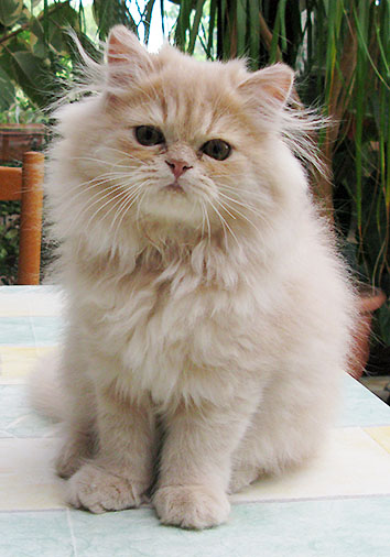 Barbarossa vom Nordexpress, 12 Wochen alt