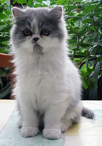 Bowmore vom Nordexpress, 12 Wochen alt