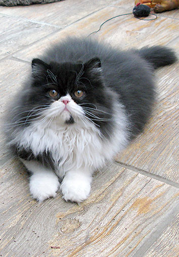 Cleopatra vom Nordexpress, 4 Monate alt