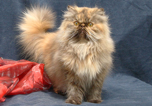 Jgd.CH Csoki vom Nordexpress, 1 Jahr 3 Monate alt