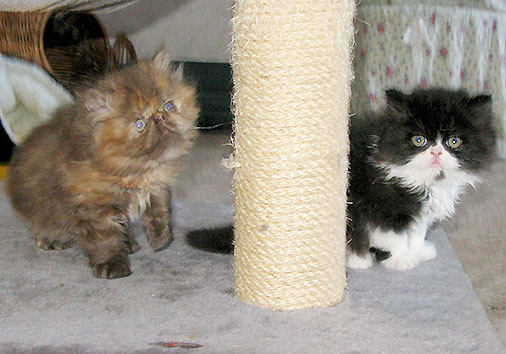 C-Wurf, 6 Wochen alt