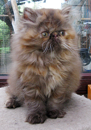 Jgd.CH Csoki vom Nordexpress, 10 Wochen alt