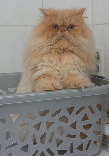 Damaskus vom Nordexpress, 2 Jahre 6 Monate alt