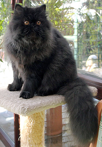 Debora vom Nordexpress, 7 Monate alt