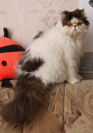 Dulcin&eacute;e vom Nordexpress, 10 Monate alt