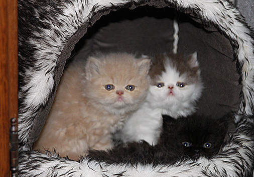 D-Wurf, 5 Wochen alt