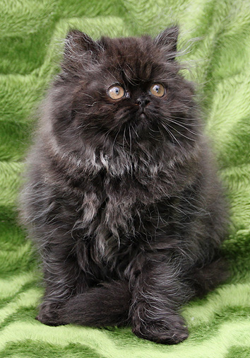 Debora vom Nordexpress, 11 Wochen alt