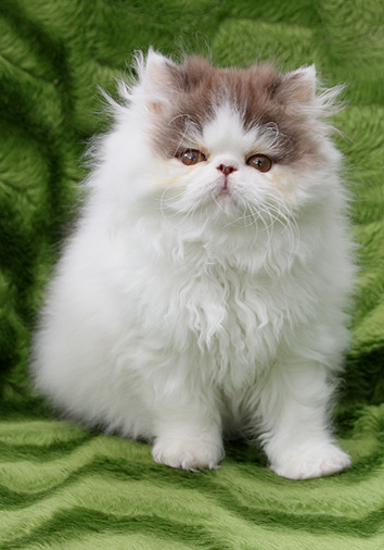 Dulcin&eacute;e vom Nordexpress, 11 Wochen alt