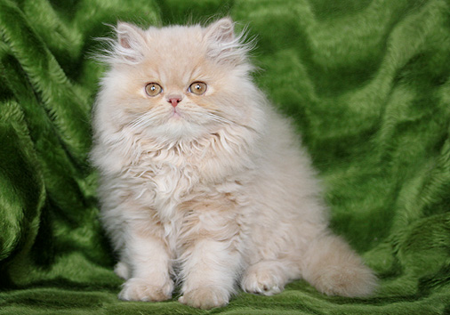 Damaskus vom Nordexpress, 11 Wochen alt