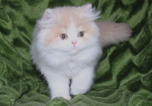 Edradour vom Nordexpress, 11 Wochen alt