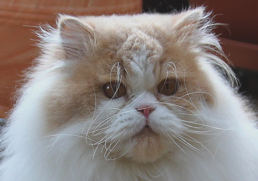 Edradour vom Nordexpress