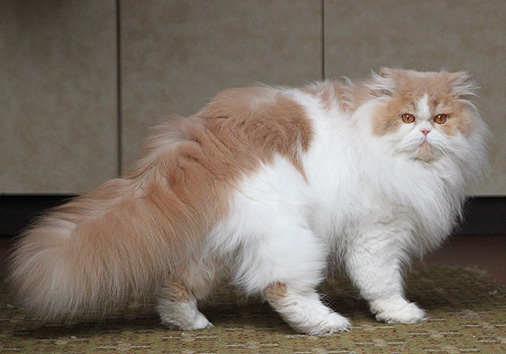 Edradour vom Nordexpress, 2 Jahre alt