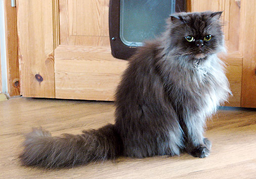 Elizabeth vom Nordexpress, 5 Jahre 3 Monate alt