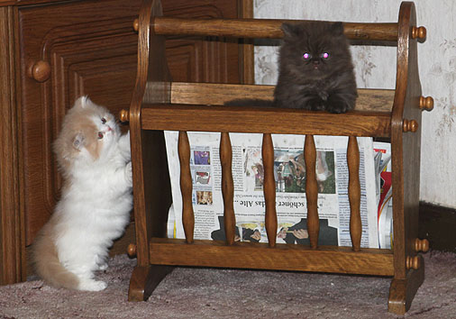 E-Wurf, 6 Wochen alt