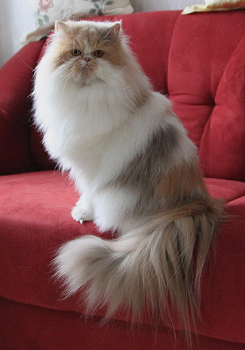 Ferrovia vom Nordexpress, 1 Jahr 7 Monate alt