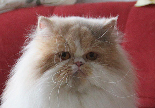 Ferrovia vom Nordexpress