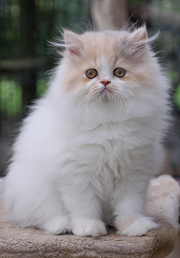 Ferrovia vom Nordexpress, 11 Wochen alt