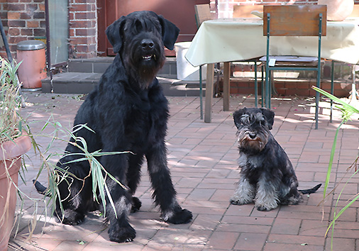 hier geht es zu den Riesenschnauzern