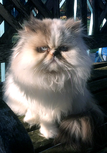 Finola vom Nordexpress, 4 Jahre 5 Monate alt