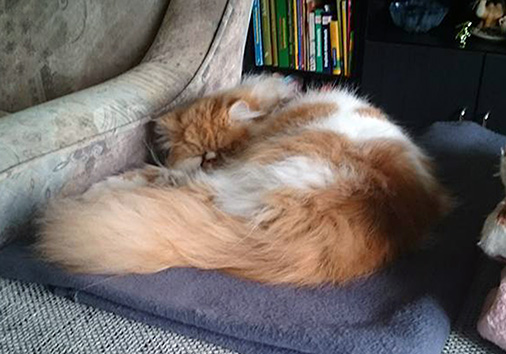 Forastero vom Nordexpress, 1 Jahr alt