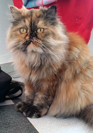 Framboise vom Nordexpress, 1 Jahr 4 Monate alt