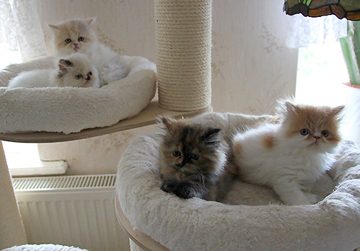 F-Wurf, 8 Wochen alt