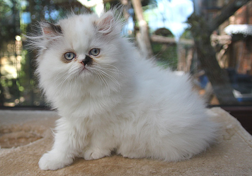 Finola vom Nordexpress, 11 Wochen alt