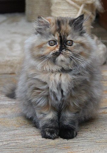 Framboise vom Nordexpress, 11 Wochen alt