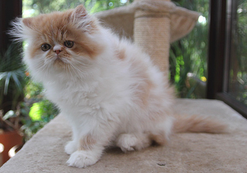 Forastero vom Nordexpress, 11 Wochen alt