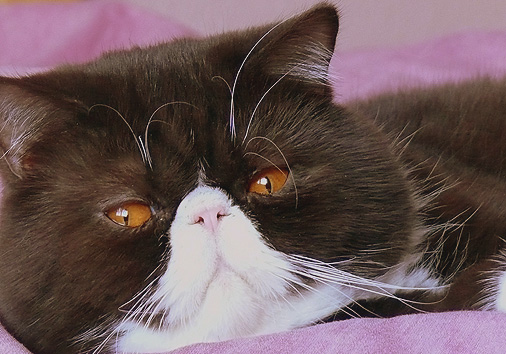 Ch. Jokercats Chocolate Gianduja