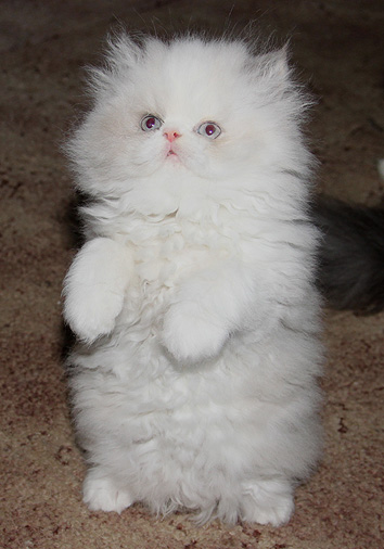 G-Wurf, 8 Wochen alt