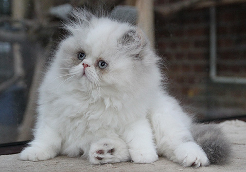 Gaudi vom Nordexpress, 11 Wochen alt