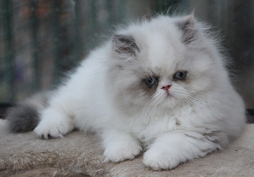 Gaudi vom Nordexpress, 11 Wochen alt