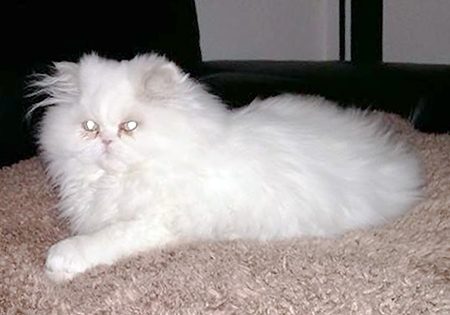 Hansa vom Nordexpress, 3 Monate alt