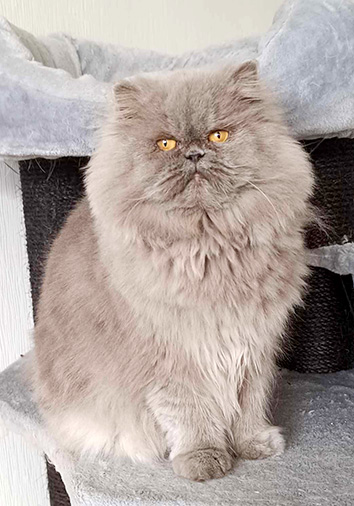 Kitten-CH Hedjaz vom Nordexpress, 9 Jahre 1 Monat alt