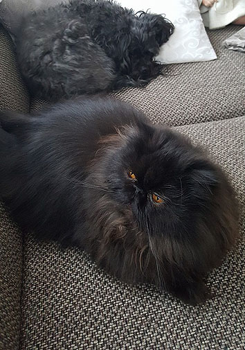 Hexe vom Nordexpress, 1 Jahr alt