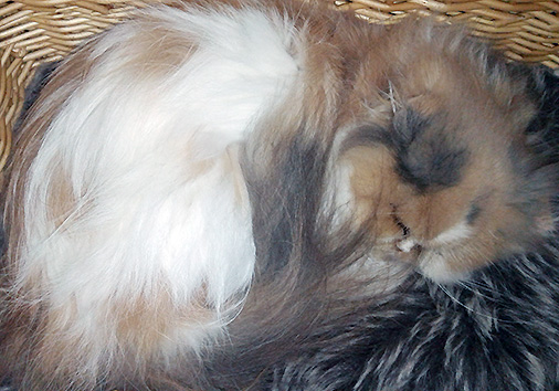 Hildegard vom Nordexpress, 2 Jahre alt