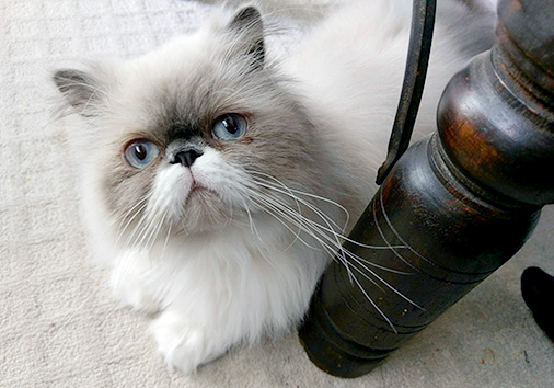 Hotzenplotz vom Nordexpress, 1 Jahr 7 Monate alt