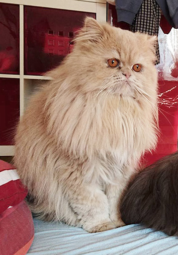 Hurrikan vom Nordexpress, 1 Jahr 7 Monate alt